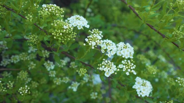 White Hawthorn Flowers. Spring Blooming. Flowering Hawthorn, Crataegus Monogyna on a May day