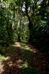 trail in the middle of the forest in Nova Petrópolis , Brazil