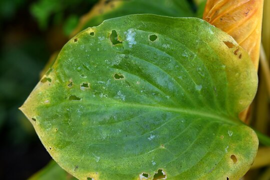 Green frosted and demaged funkia autumnal leaves closeup, natural autumn hosta leaf background.