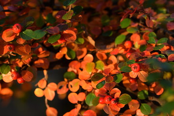 Rockspray autumn leaves, autumn red yellow orange leaves for background.