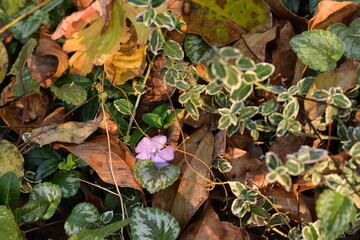 Autumn garden bedding with last blooming periwinkle flower.