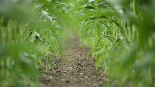 Green unripe corn field, low angle
