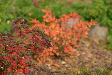 Autumn azalea plant on bokeh garden background colorful autumn leaves of azalea japonica.