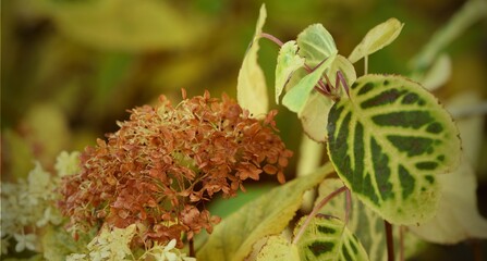 Hydrangea green and yellow leaves and browned flowers in autumn garden, hortensia after first...