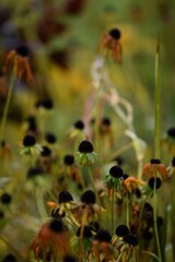Rudbeckia autumn flowers, overblown autumnal flowers, autumn garden background.