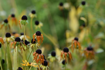 Rudbeckia autumn flowers, overblown autumnal flowers, sunny autumn garden background.