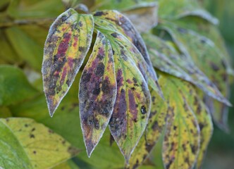 Peonies autumn leaves, hoarfrosted, poorly and damaged.