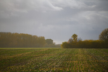 Fototapeta na wymiar Lightly spraying rain on the agricultural field.