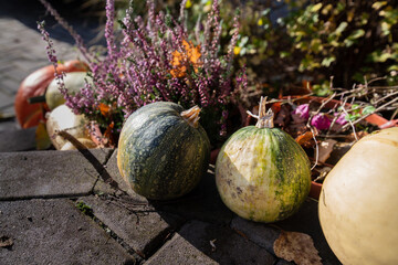 Green pumpkins stand in the sunlight. Long-term storage of pumpkins.