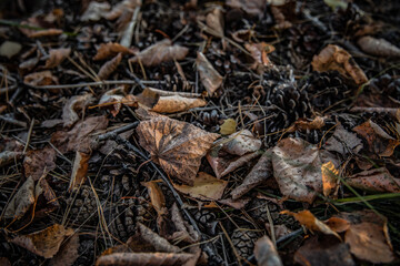 close up of leaves