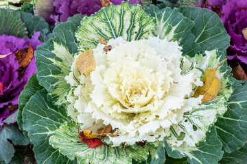 Close up of a flowering ornamental cabbage