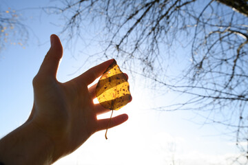 Leaf shining trough human hand. Shadow on human in nature.