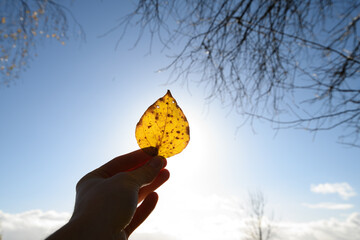 Human holds orange leaf. through you can see the strands of the leaf