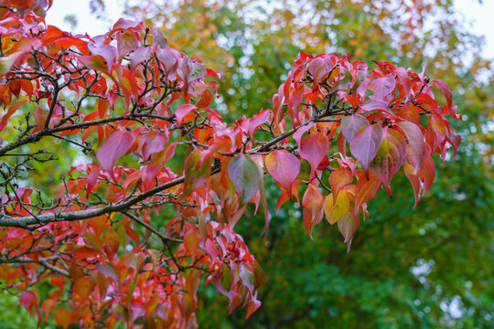 Cornus kousa or chinensis Dogwood 'China Girl' in early autum as the leaves change colour to red. Selective focus