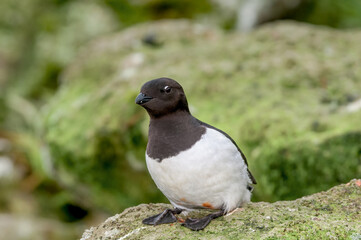 Obraz premium Dovekie (Alle alle) at least auklet colony in St. George Island, Alaska, USA