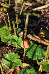 a forest mushroom in green leaves under the sun.macro