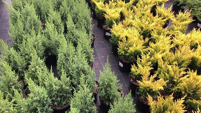 Autumn sale of spruce trees and shrubs in the plant nursery