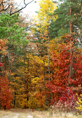 autumn in the forest