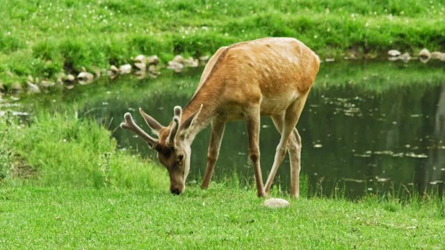 Red Deer Eating Grass Near Pond In The Zoo. - wide shot
