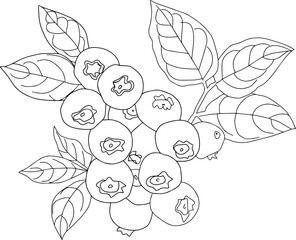 Saskatoon berry. Dark blue berry. Drawing with a small sprig of irgi berries on an isolated white background.