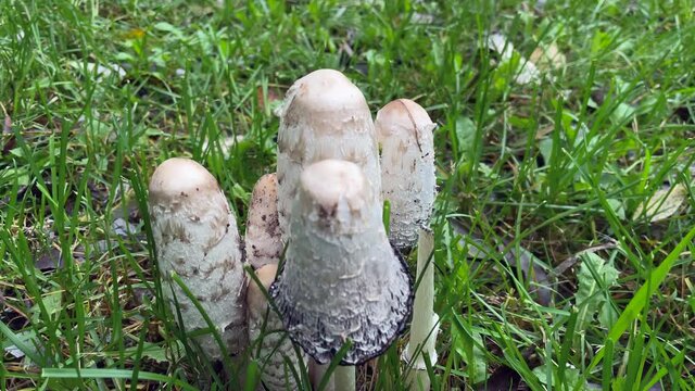 A bunch of autumn mushrooms still growing on the green grass