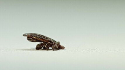 Set. Dermacentor Reticulatus On White Paper Background. Also Known As The Ornate Cow Tick, Ornate Dog Tick, Meadow Tick, And Marsh Tick. Family Ixodidae. Ticks Are Carriers Of Dangerous Diseases