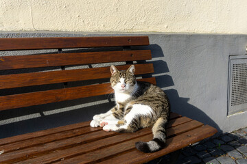 A cat is sitting on the bench and resting.