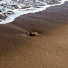 sand and waves looking like coffee and cream