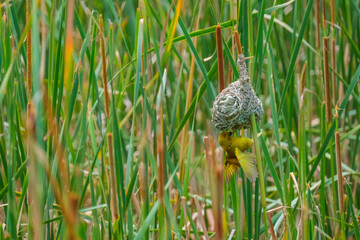 Masked-Weavwr bird builds a bird's nest
