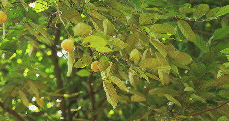 Goa, India. Young Green Nutmeg Fruits Grow On A Tree.