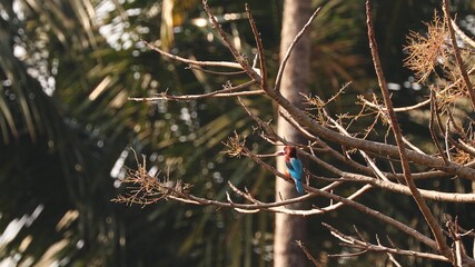 Goa, India. White-throated Kingfisher Sitting On Branch