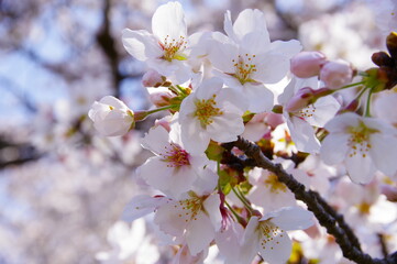 桜