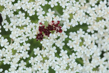 natural white cnidium monnieri flower photo