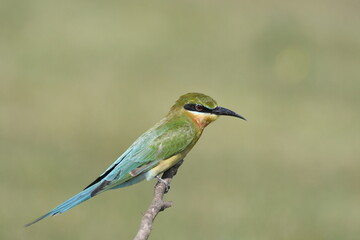 close up image of a blue tailed bee eater