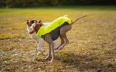 Brown dog Italian Greyhound playing and jumping with dog. Orange golden autumn concept. Running and playing 