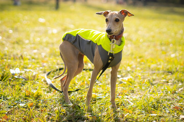 Little funny curious dog breed Italian greyhound in clothes