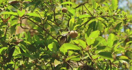 Goa, India. Young Fruits Manilkara Zapota Growing On Tree Plantation. Organic Farming Agricultural Tropical Fruits. Sapodilla, Sapota, Chikoo, Naseberry, Or Nispero