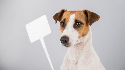 Jack Russell Terrier with a sign on a white background. Dog holding bogus ad.