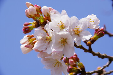 桜