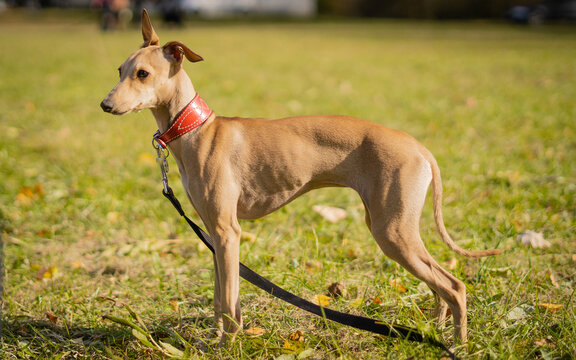 
Elegant Italian greyhound dog standing on grass in sunny park. Slender sighthound breed known for speed and graceful appearance.