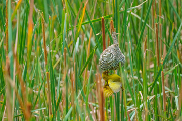 Masked-Weavwr bird builds a bird's nest