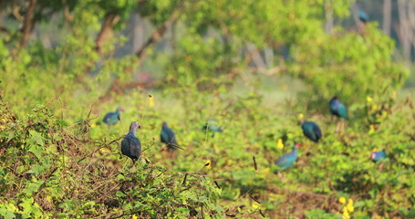 Fototapeta na wymiar Goa, India. Grey-headed Swamphen Birds In Morning Sitting On Bush Branches Near Swamp. Porphyrio Poliocephalus.