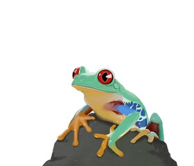 Illustration Frosch