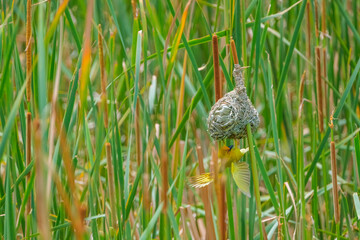 Masked-Weavwr bird builds a bird's nest