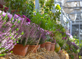  heather and other autumn flowers on a tabletop covered with straw.
