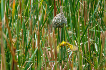 Masked-Weavwr bird builds a bird's nest