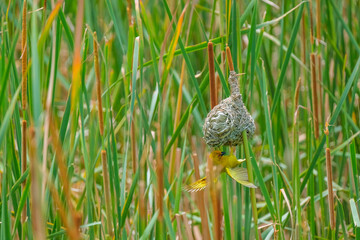 Masked-Weavwr bird builds a bird's nest