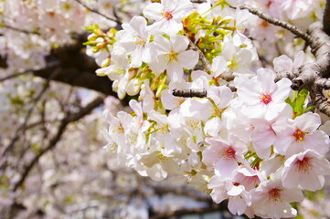 Naklejka premium 桜