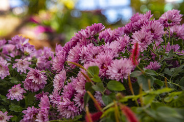 Full frame lilac chrysanthemums as a backdrop.