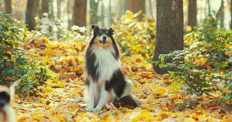 Tricolor Rough Collie, Funny Scottish Collie, Long-haired Collie, English Collie, Lassie Dog Outdoors In Autumn Day. Portrait